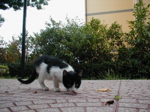 PIC00034.jpg